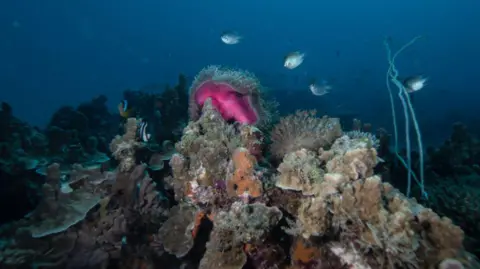 Getty Images A view of coral reefs and the underwater ecosystem at Bawe Island in Zanzibar, Tanzania on June 23, 2023