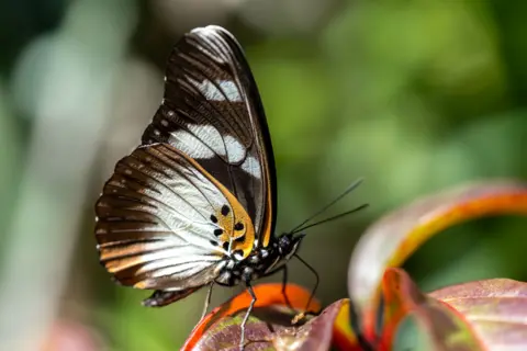 Tony Jolliffe A butterfly in Mabu forest