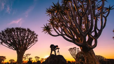 Getty Images Photographer at work at sunset in a quiver tree forest, Namibia 