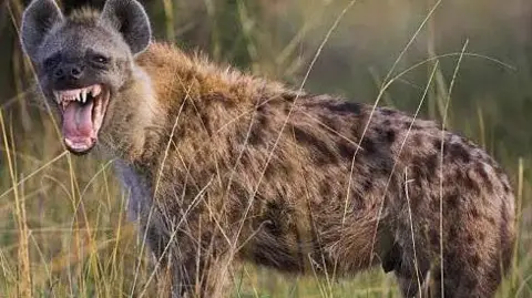 Getty Images A hyena baring its teeth and tongue.