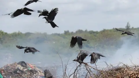 BBC  Crows in a garbage dump site in Malindi 