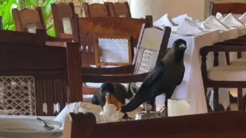 Crows inside a hotel in Malindi 