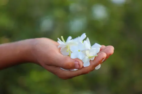 AHMED GAMAL / GETTY IMAGES A person holds jasmine petals in their hand.