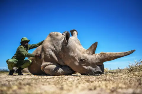 GERALS ANDERSON / GETTY IMAGES A ranger rubs the back and belly of a large rhino.