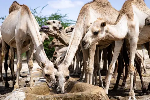 Alyona Synenko/ICRC Camels gather round a drinking trough