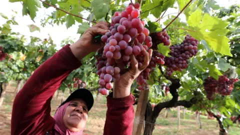  Mohamed Messara/EPA An image of a Tunisian farmer picking grapes during the harvest season at a vineyard in the town Mornag, located on the outskirts of the capital Tunis - Tuesday 17 September 2024.