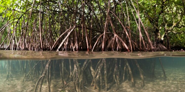 Mangroves absorb as many as 10 times the carbon that most terrestrial trees take up. (Reinhard Dirscherl/Getty Images).