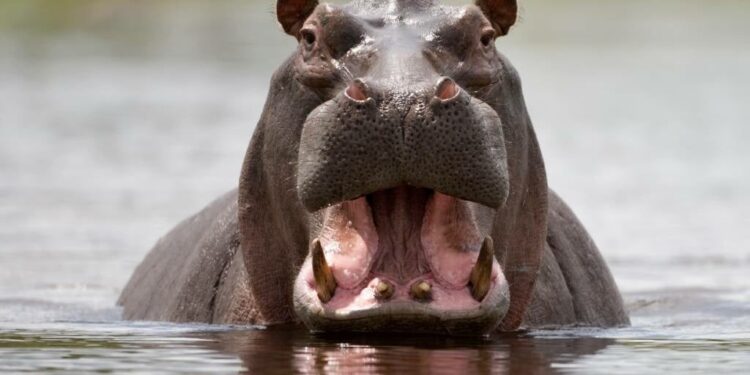 News24 | Five trapped hippos die as Namibia grapples with drought