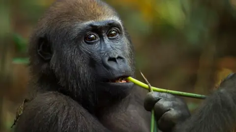 Getty Images Western lowland gorilla feeding on a plant