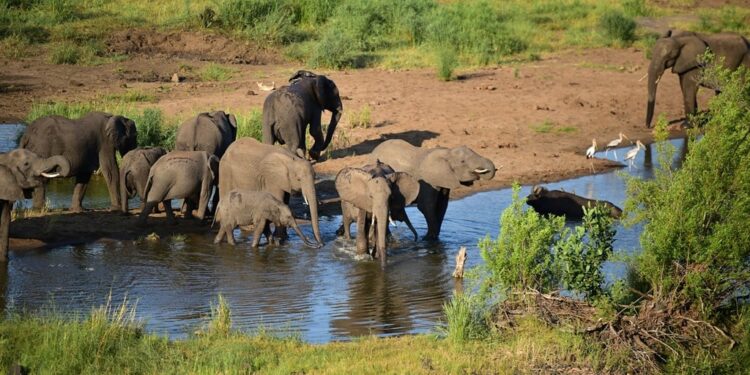 Zimbabwe will cull 200 elephants across the country to address food shortages brought on by a historic drought. (Lerato Sejake/SNL24).