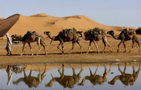 AFP A man leads his camels along the shores of Yasmina lake, a seasonal lake in the village of Merzouga in the Sahara desert in southeastern Morocco on October 20, 2024. Last month's unusual torrential rains triggered floods that killed at least 18 people in areas of southern Morocco that straddle the Sahara Desert. Morocco is one of the world's most water-stressed nations, with frequent droughts affecting a third of the population employed in agriculture. 