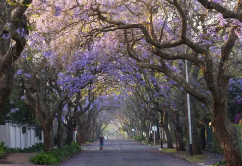 KIM LUDBROOK/EPA A runner jogs under Jacaranda trees in bloom in the Melville suburb of Johannesburg, South Africa. This species is not indigenous to South Africa and was introduced from Brazil in 1829. The flowering trees are seen as the sign of the beginning of summer.
