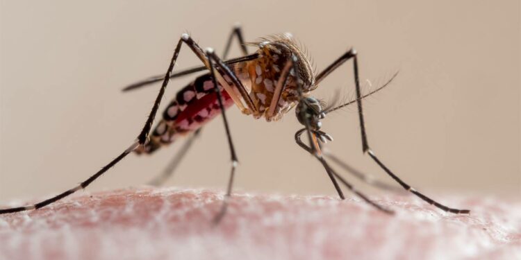 News24 | 'Disease that plagued pharaohs': Egypt joins elite group of malaria-free nations in Africa