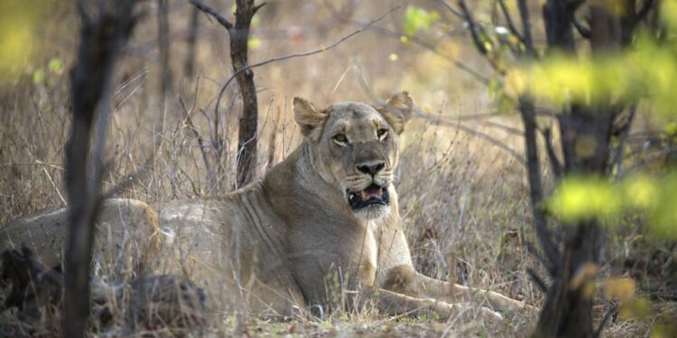 News24 | Lions beheaded in suspected ritual-use poaching incident in Zimbabwe park