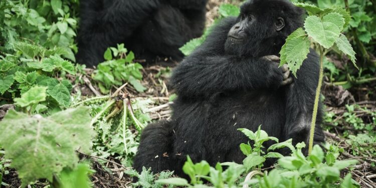 News24 | Rwanda to name 22 baby gorillas in 2024, 40 years after the apes nearly disappeared