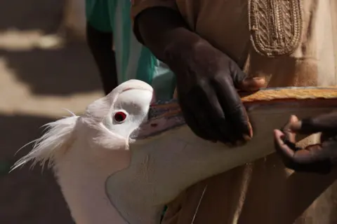 Cem Ozdel / Getty Images Hands touching the beak of a pelican, which has a red eye, in Saint Louis, Senegal - Saturday 2 November