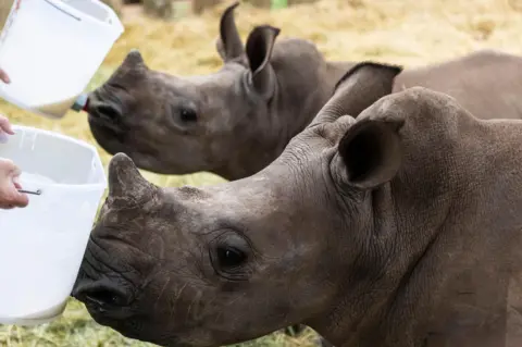 KIM LUDBROOK / EPA Five-month-old rhino suckle milk from large bottles.