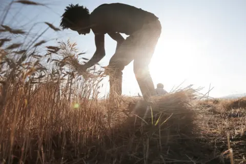 MOHAMMED HAMOUD / GETTY IMAGES A man harvests wheat by hand in a field in Dhmar province, Yemen. The sun is low in the sky behind him.