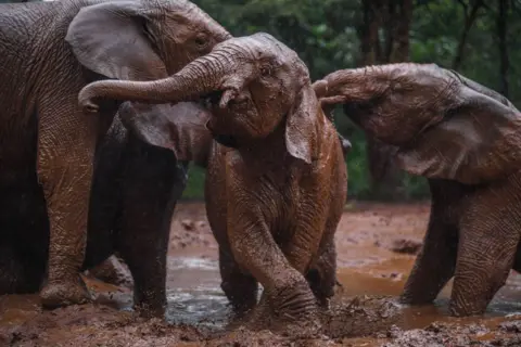 Gerald Anderson / Getty Images Three elephants play in the mud at Nairobi National Park in Nairobi, Kenya - Saturday 16 November 2024