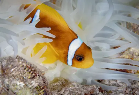 Sebnem Coskun /  Getty Images A clownfish hides among white anemones. 