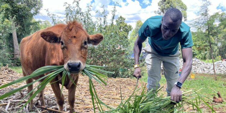 In a rural setting, a brown cow looks into the camera as it chews long grass while Emmanuel Wanyonyi bends over to its right to cut the grass