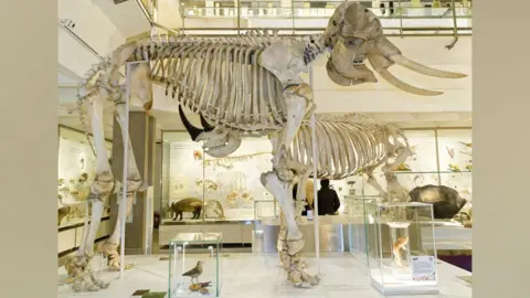 Museum of Zoology African elephant skeleton sideways on. Behind it can be seen a rhino skeleton. It is in a glass case and many other animal specimens can be seen