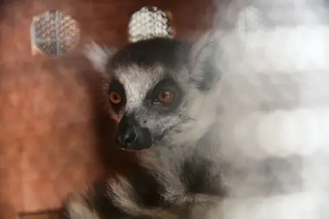 RIJASOLO / AFP A lemur of the Lemur Catta or Maki type, a species of lemur endemic to Madagascar, is locked in a wooden crate.