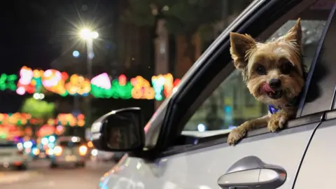 Esa Alexander / Reuters A Yorkshire terrier licks its lips as it looks out a car window. Neon Christmas light are visible in the distance on a street in Cape Town, South Africa - Tuesday 10 December 2024