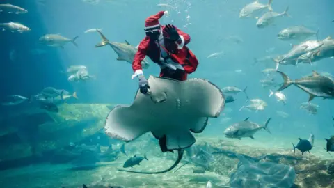 Rajesh Jantilal / AFP South African aquarist Mthobisi Mlambo dressed as Santa Claus while he feeds a stingray underwater - Wednesday 18 December 2024