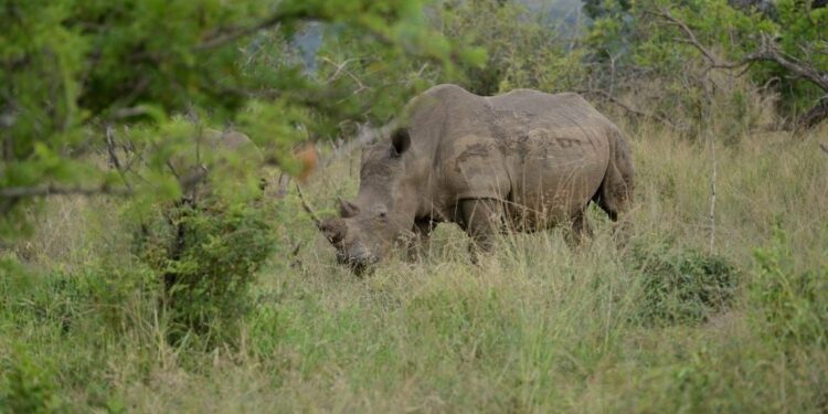 News24 | Four Zimbabwe rhinos die after drinking polluted water