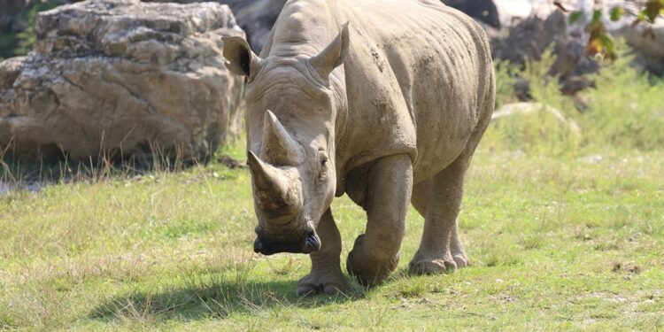 News24 | With only two northern white rhino females left in the world, Kenya turns to IVF