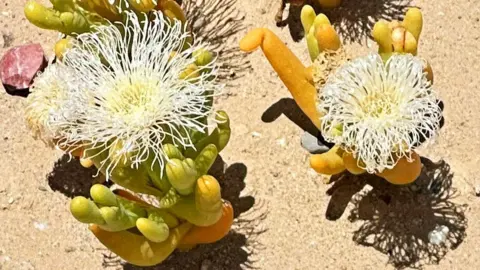 Thuthuka Zondi / BBC Succulents in flower in the Karoo - their shadows can be seen in the sun