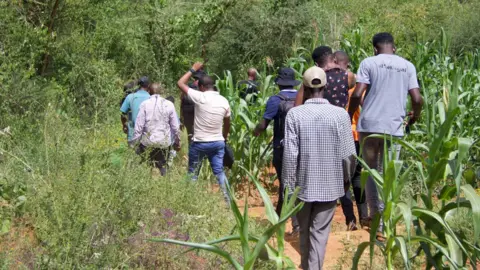 Peter Njoroge / BBC A line of people, seen from behind, as they walk among maize plants and bush towards to the crash site in Mukuku, Kenya