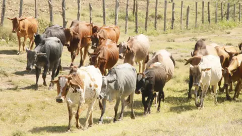 Thin-looking cattle in a variety of colours walk in a grassy fenced field in Kajiado county