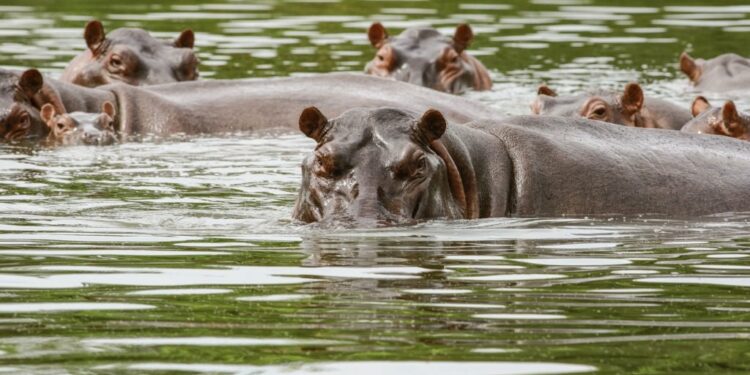 News24 | Nineteen hippos die in Zimbabwe after severe drought