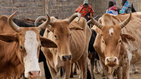 Getty Images A close-up of a herd of cows with cattlemen in shawls - one in red checks and another in blue checks - seen behind them - Nairobi, 2021