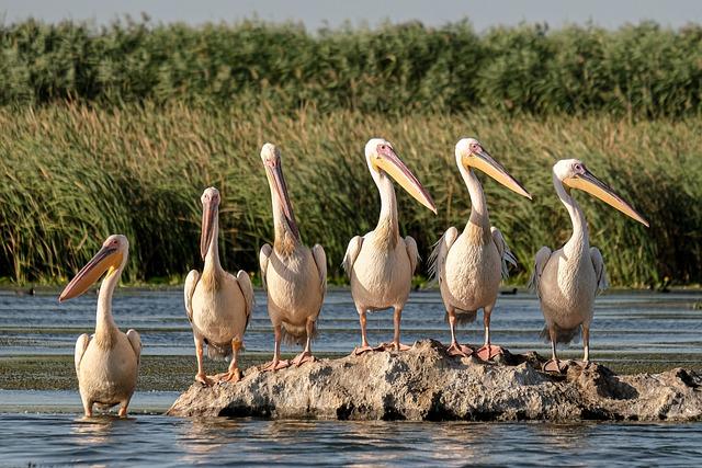 The Role of Ecotourism in Biodiversity Preservation