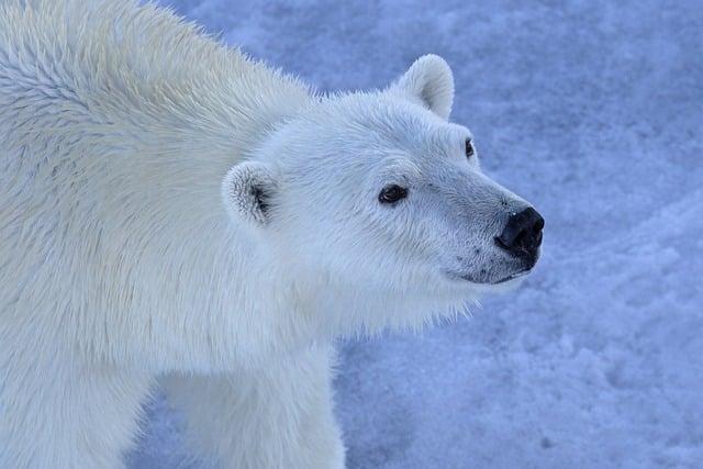 Challenges in Conservation Efforts Amidst Economic Pressures