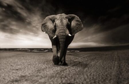 Zimbabwe and Namibia will kill scores of elephants to feed people facing drought – The Associated Press