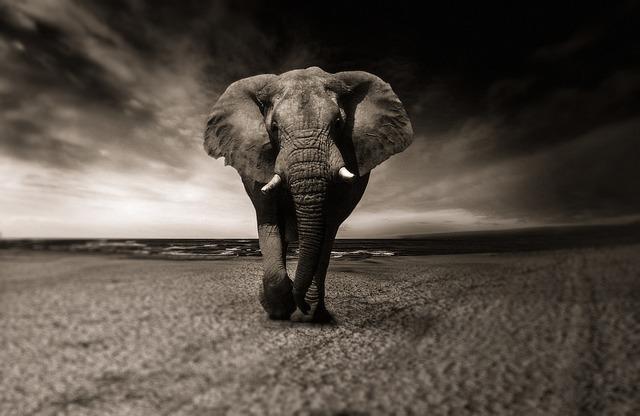 Zimbabwe and Namibia will kill scores of elephants to feed people facing drought – The Associated Press