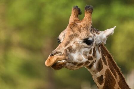 Fauna / Elite syndicate threatens Tanzania’s Masai giraffe – ENACT Africa