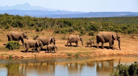 I made packing mistakes on an 8-day safari in Tanzania. Here’s what I’m glad I brought — and what I’d do differently next time. – Business Insider