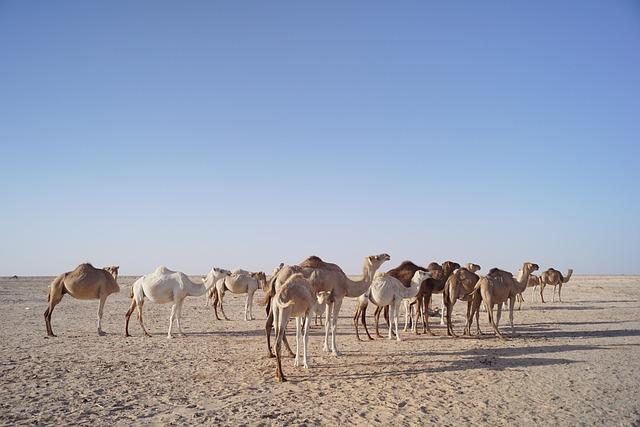 Mauritania progressing towards zero leprosy cases – WHO | Regional Office for Africa