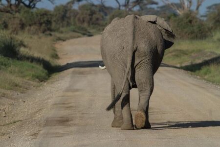 Long silenced, an African park roars back to life – Conservation International