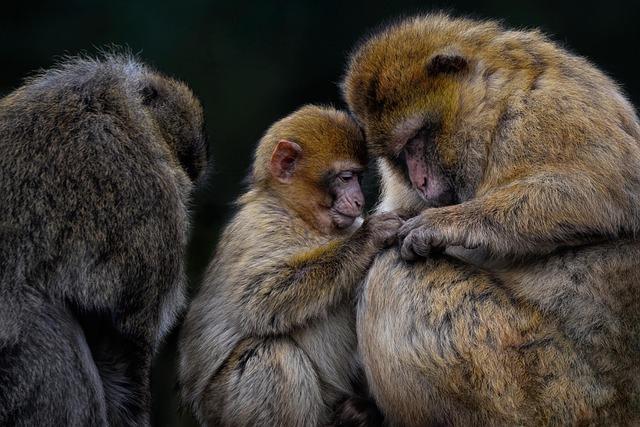Key Species at Risk: Prioritizing Conservation for Endangered Birds
