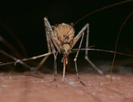Urban mosquito sparks malaria surge in East Africa – Seychelles News Agency