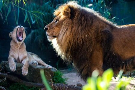 News – African Lion 2024 starts in Senegal – DVIDS