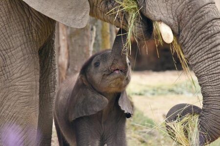 26 elephants from Namibia moved to Angola’s only private conservation area – Mongabay.com