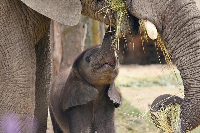 26 elephants from Namibia moved to Angola’s only private conservation area – Mongabay.com