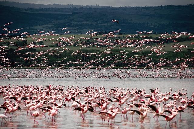 Kenya: Why have some proposed taxes been scrapped? – BBC.com